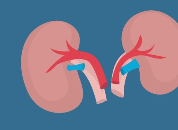 Nieren geïllustreerd