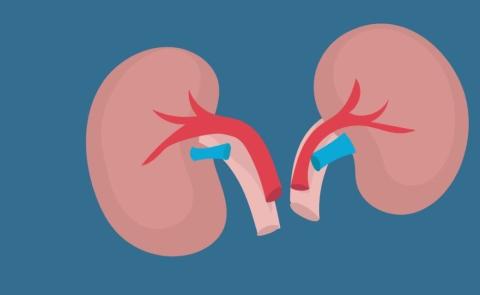 Nieren geïllustreerd